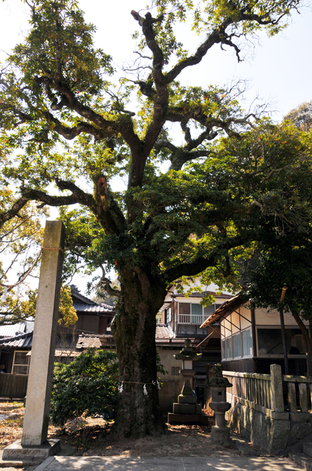 岡村島　巨木ホルトノキ
